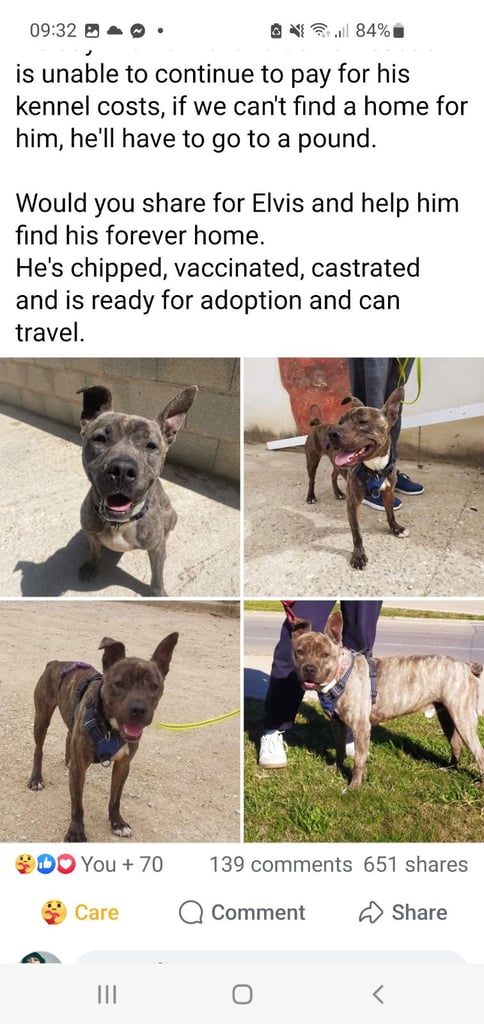 Dog needing rescue in spain
