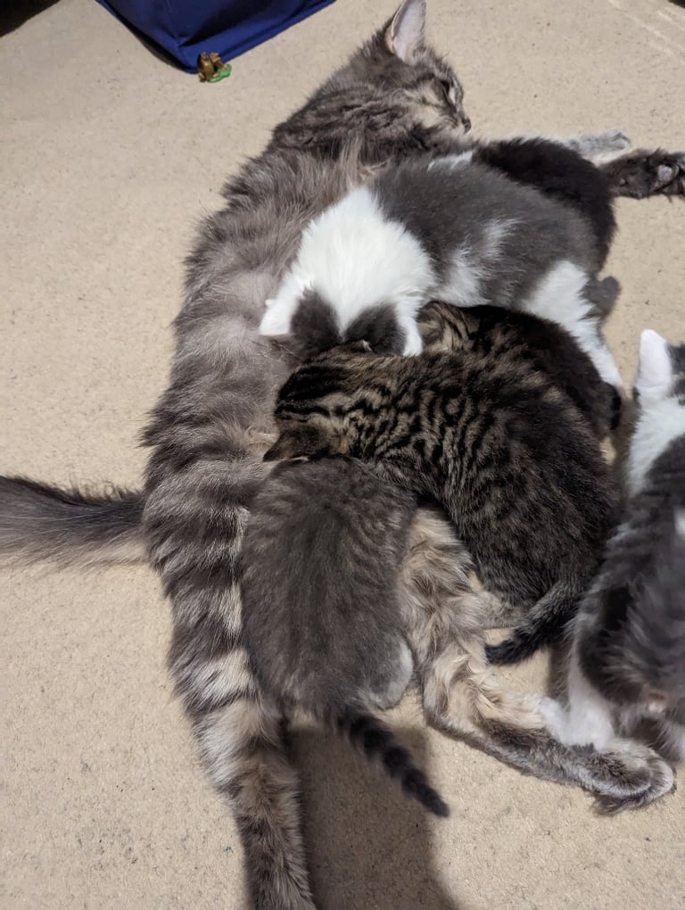 Maine coon X kittens 