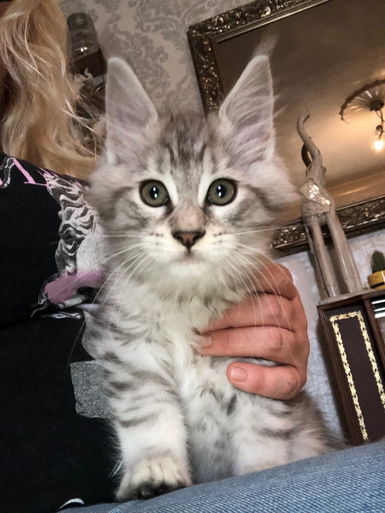 2 girls left  Mainecoon kittens 13 weeks