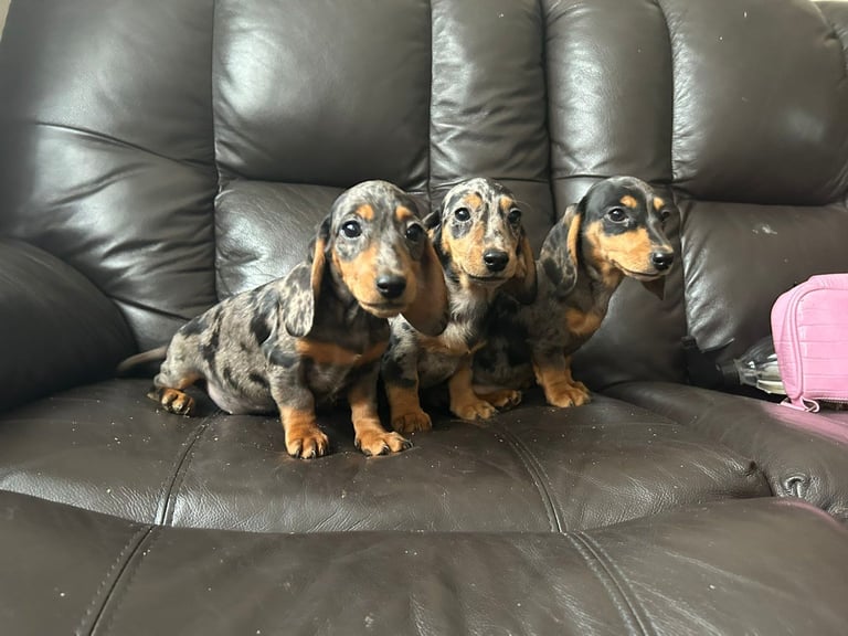  miniature dachshund 
