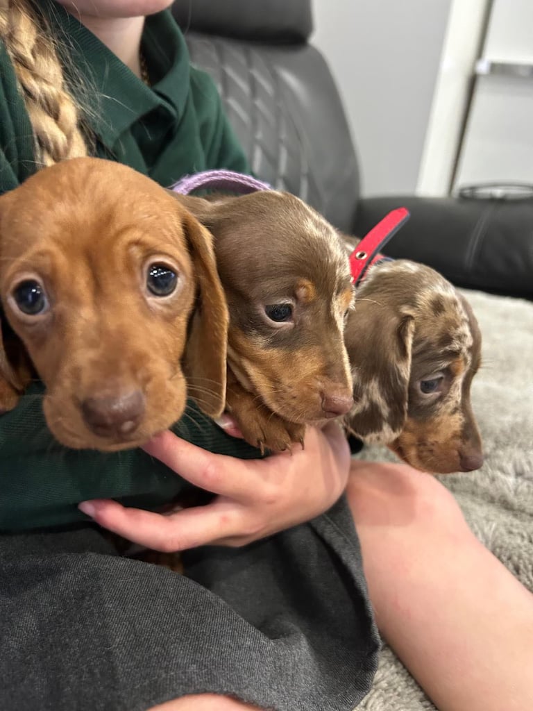 Miniature Dash hounds puppies for sale