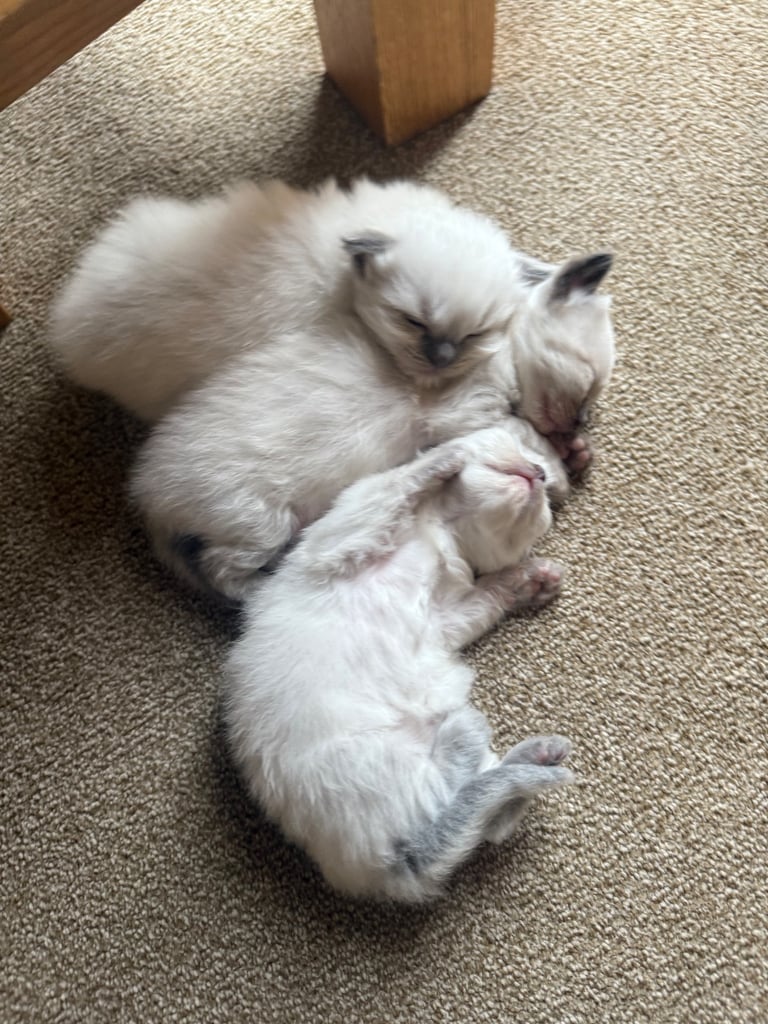 Ragdoll kittens🐈