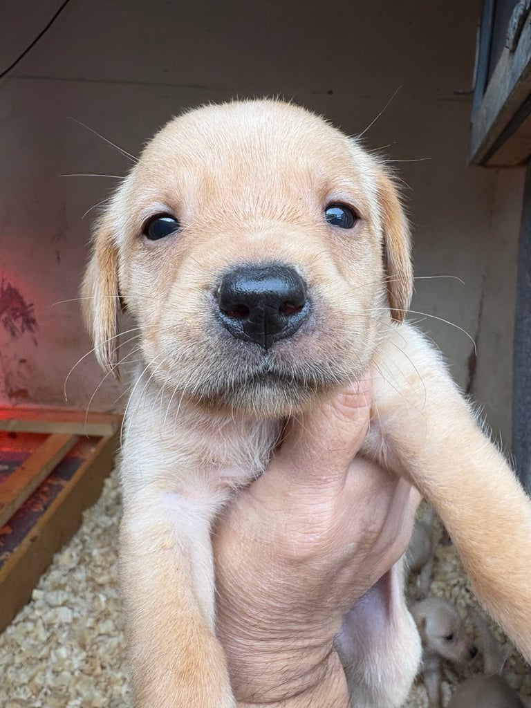 Labrador pups 