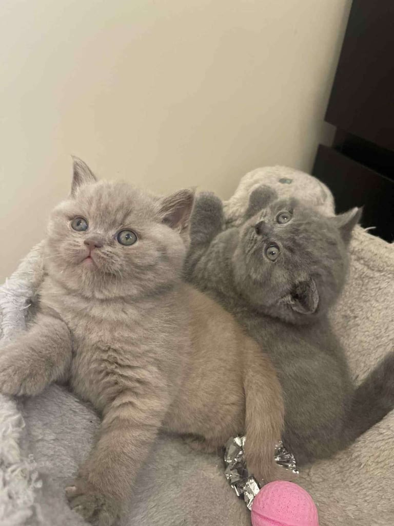Adorable British Shorthair kittens 😸 
