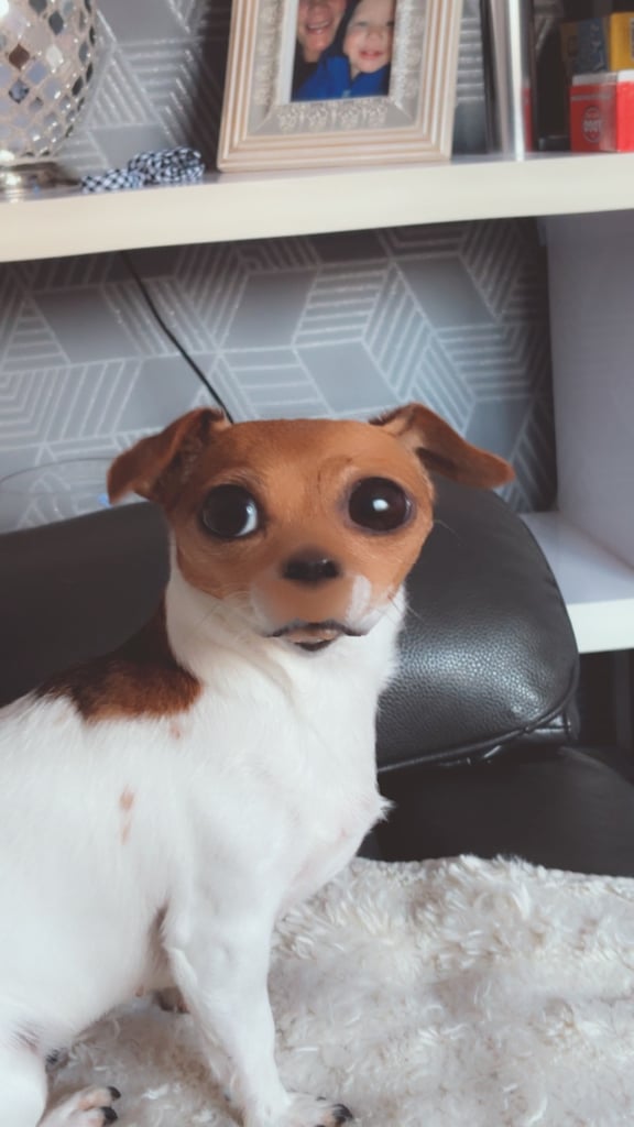 Re-homing two older dogs 