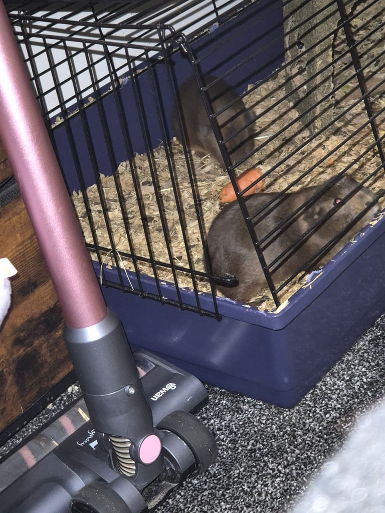 Guinea pigs 