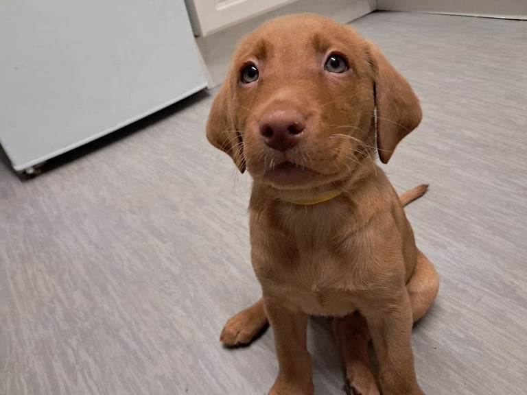 Loving home wanted for our girls puppies 