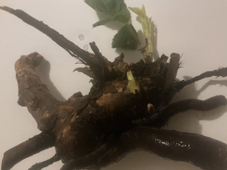 Blackberry Bare Root Ball Plant