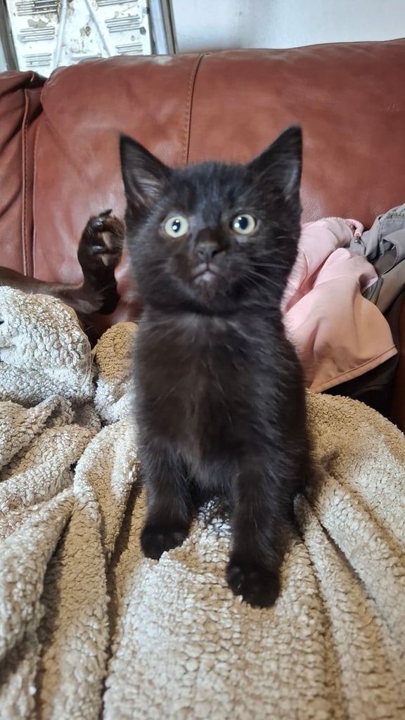 5 kittens ready to go to new homes 