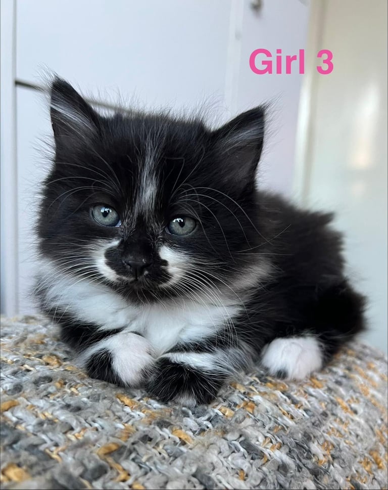 6 beautiful fluffy kittens for sale