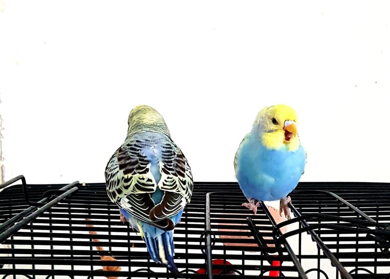 Baby Budgies Only 2 Females Left!