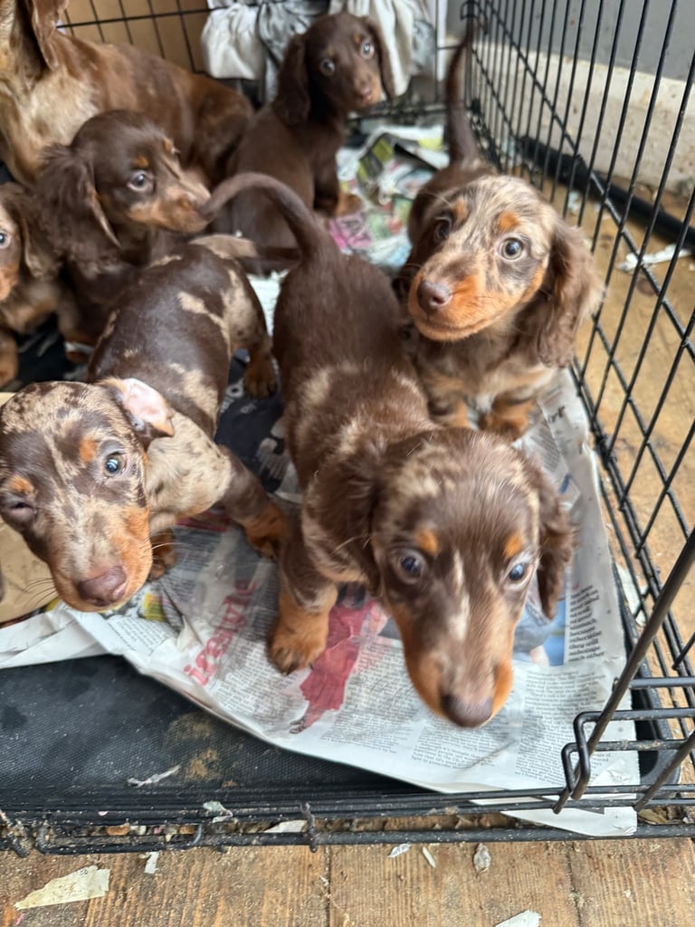 Chocolate fluffy Dauchshund merl