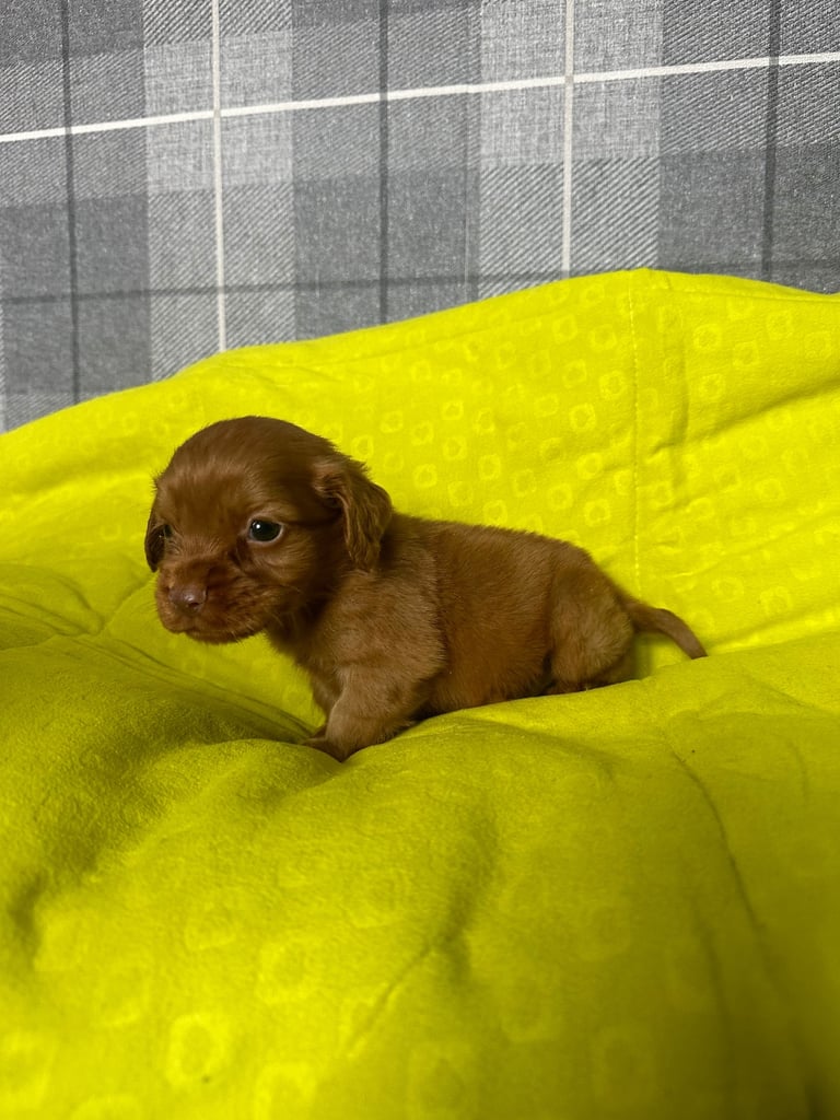Cocker spaniel puppies field trial lines . 
