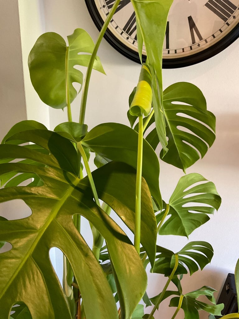 image for Swiss Cheese Plant Monstera Deliciosa 178cm Tall