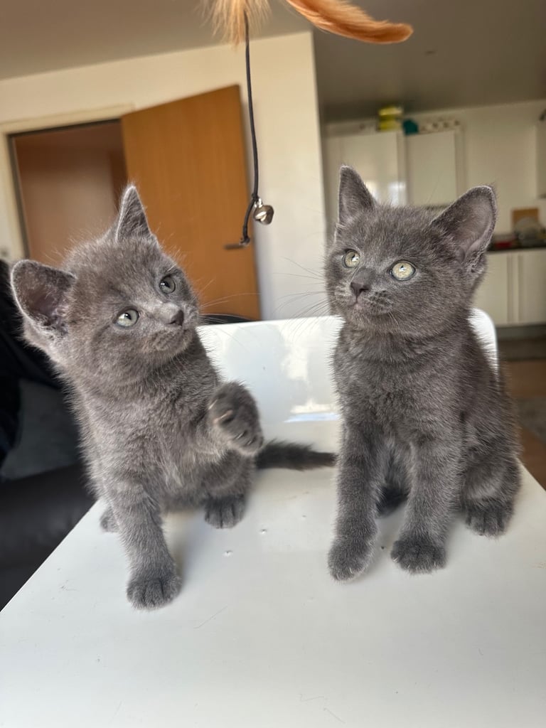Kittens available 