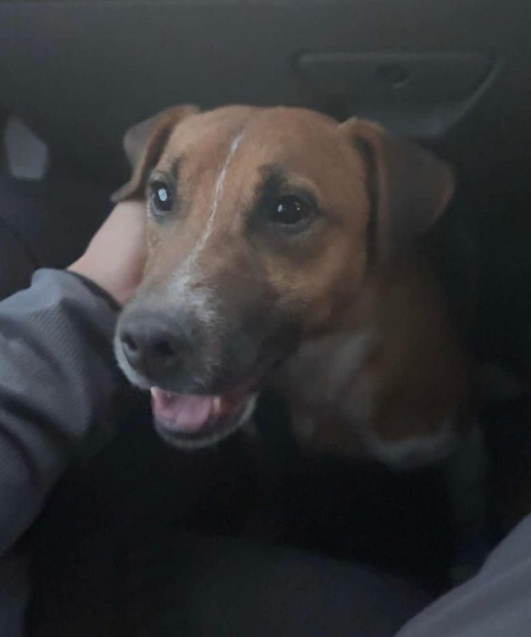 Plummer terrier for sale 