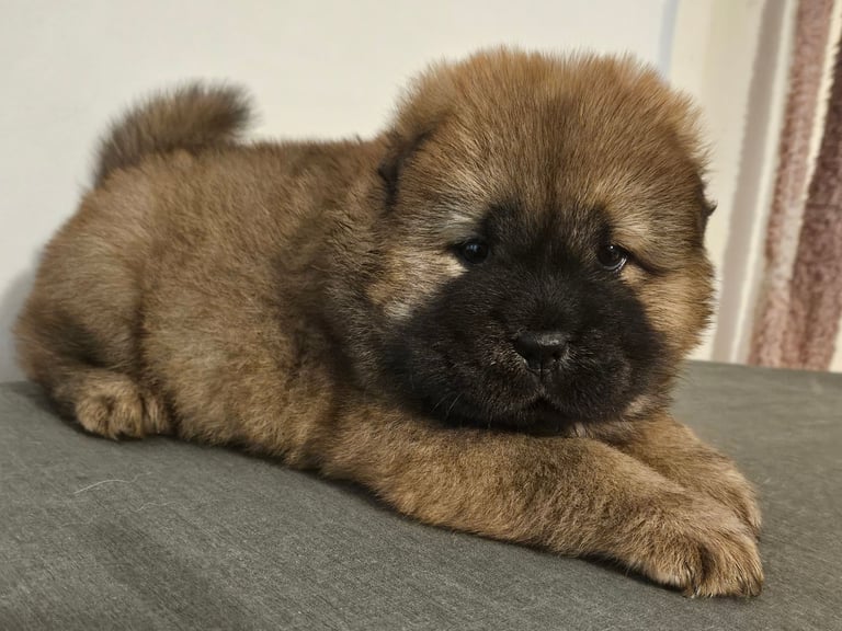 image for Chow chow puppies 