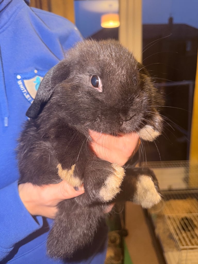 2 male mini lops for sale