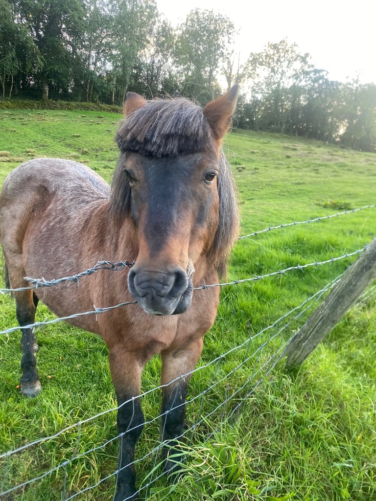 image for Wanted: warm, waterproof horse blankets