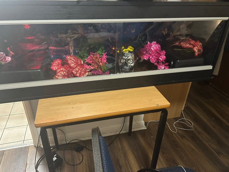 Two Juvenile Ball Pythons + Vivarium Setup