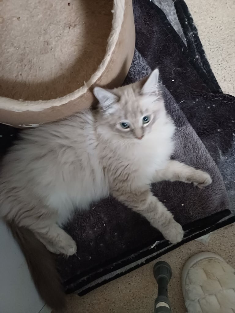 Rehome 5 month old Ragdoll/MaineCoon