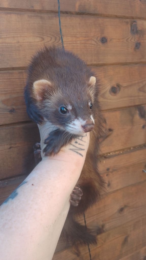 Ferrets kits from this year left 