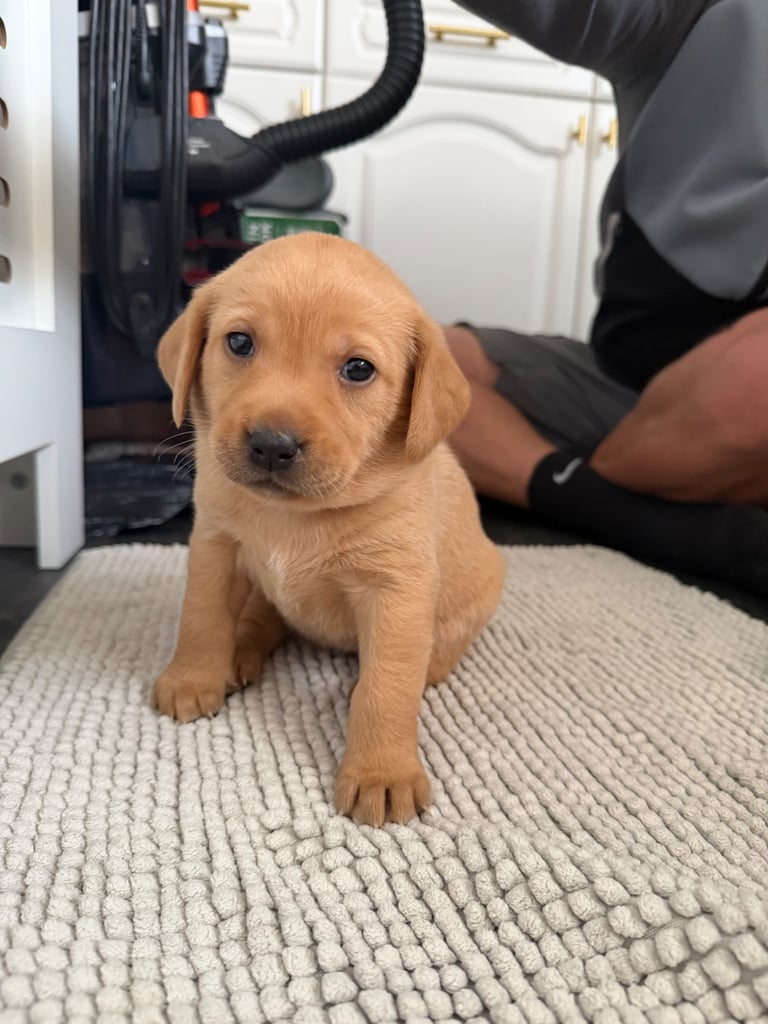 Fox red Labrador 