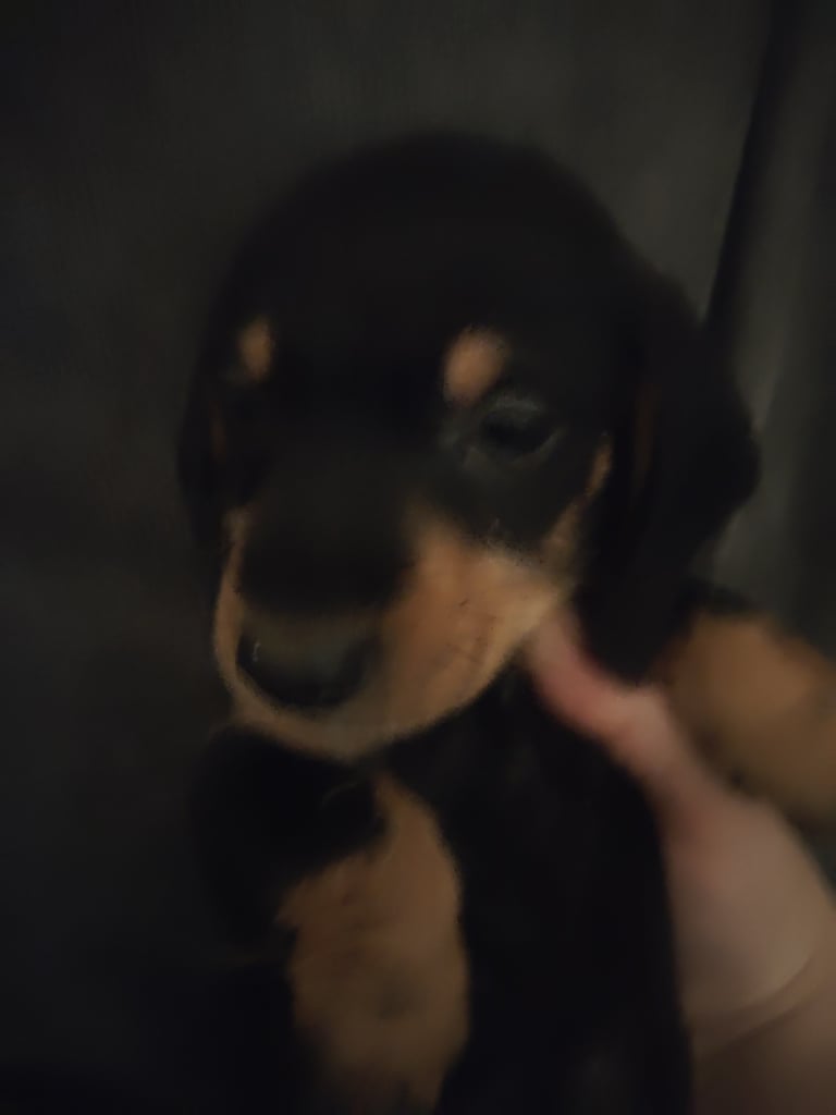 Miniature Dachshund puppies for sale 