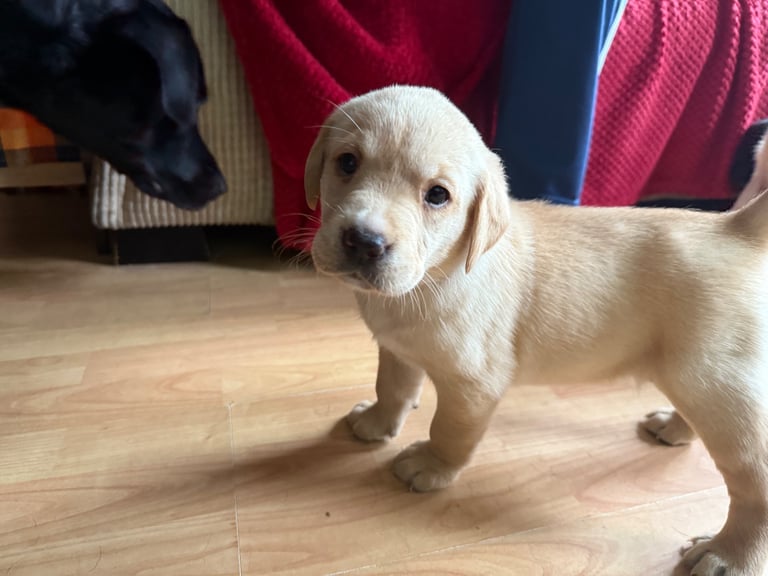 Labrador Pups - 7 Left! 