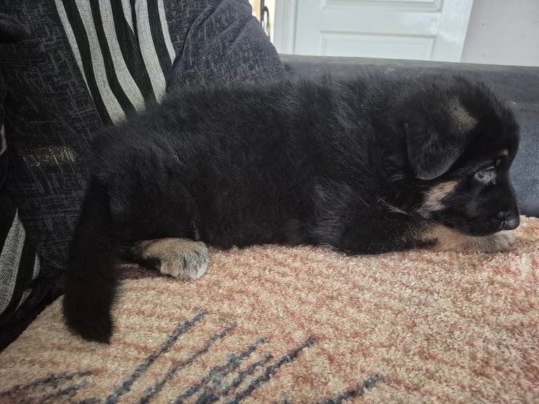 German Shepherd pup