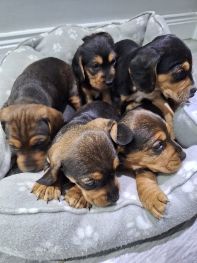 Doxle cross puppies 