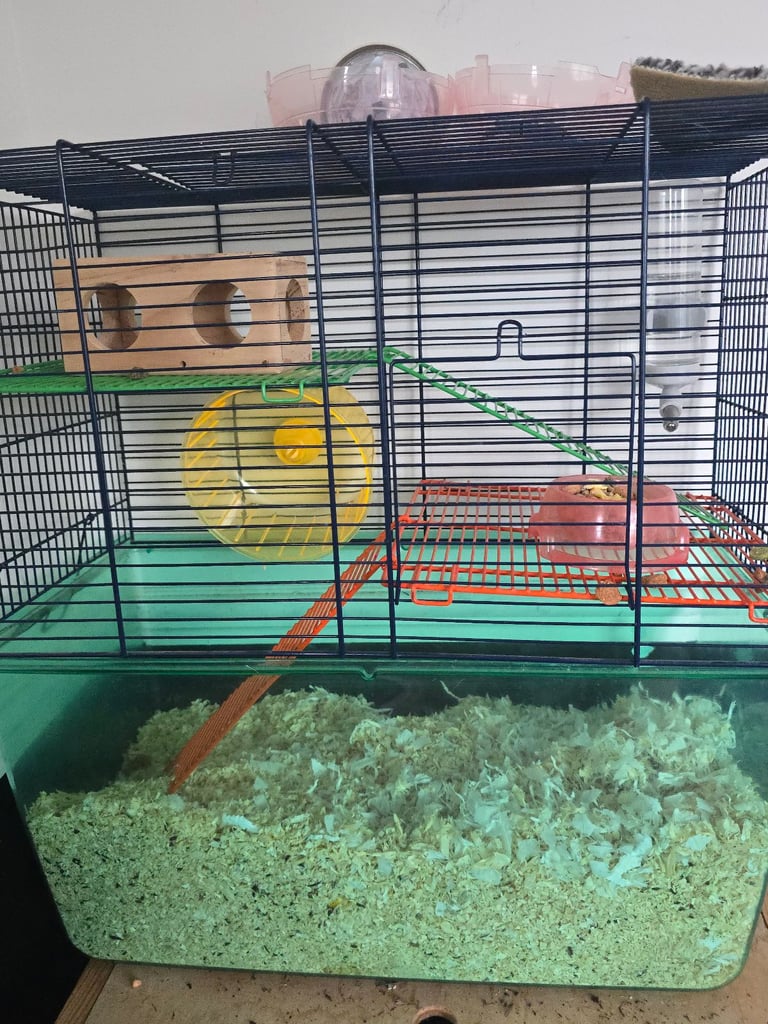 Hamster and set up