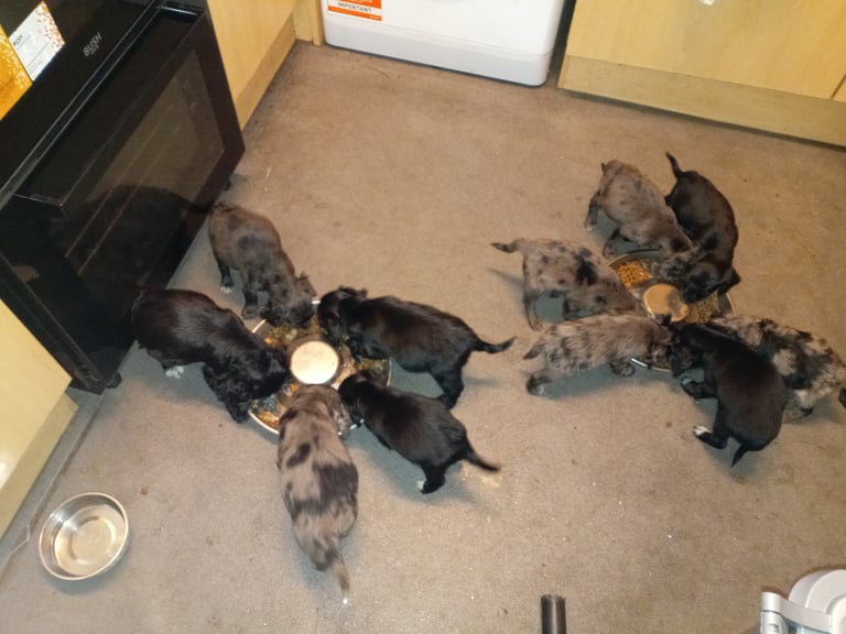 Cockapoo/Cocker Spaniel Puppies. ALL SOLD!! 