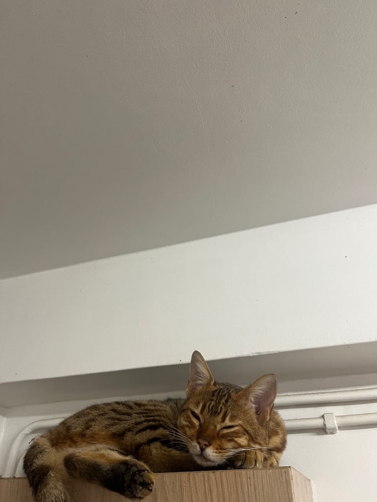 Full pedigree female bengal f4 cat 1 years old price negotiable 