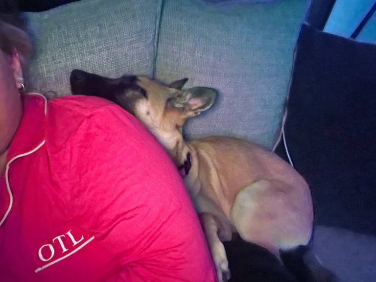 belgian malinois