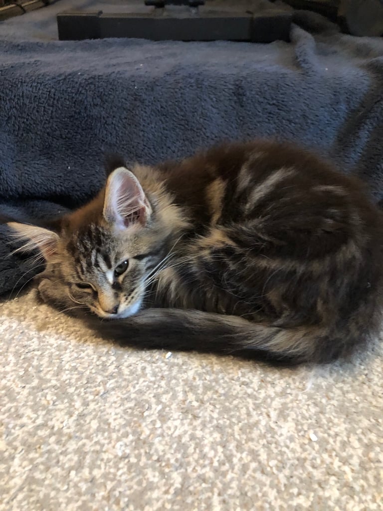 2 girls left  Mainecoon kittens 13 weeks