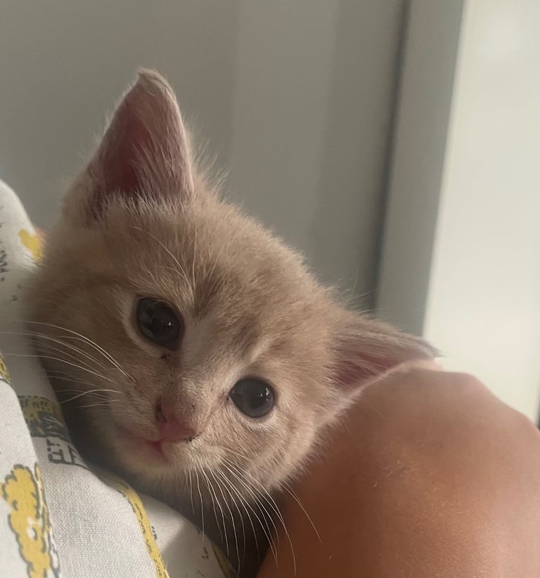 Beautiful boy 