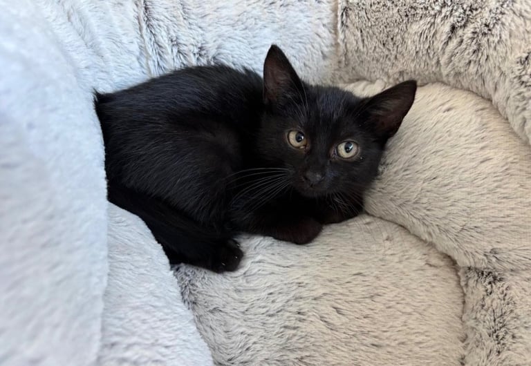 image for Black kitten 