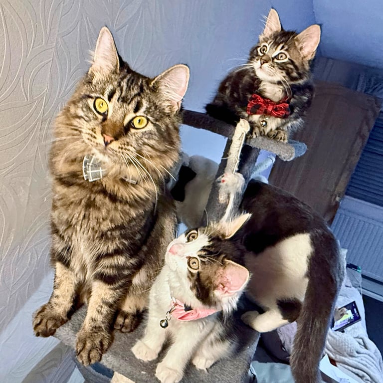 Stunning Ragamuffin X Main Coon Kittens