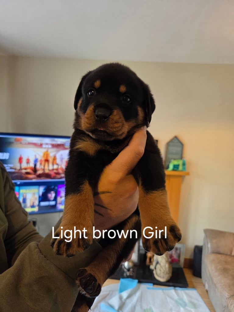 Rottweiler puppy