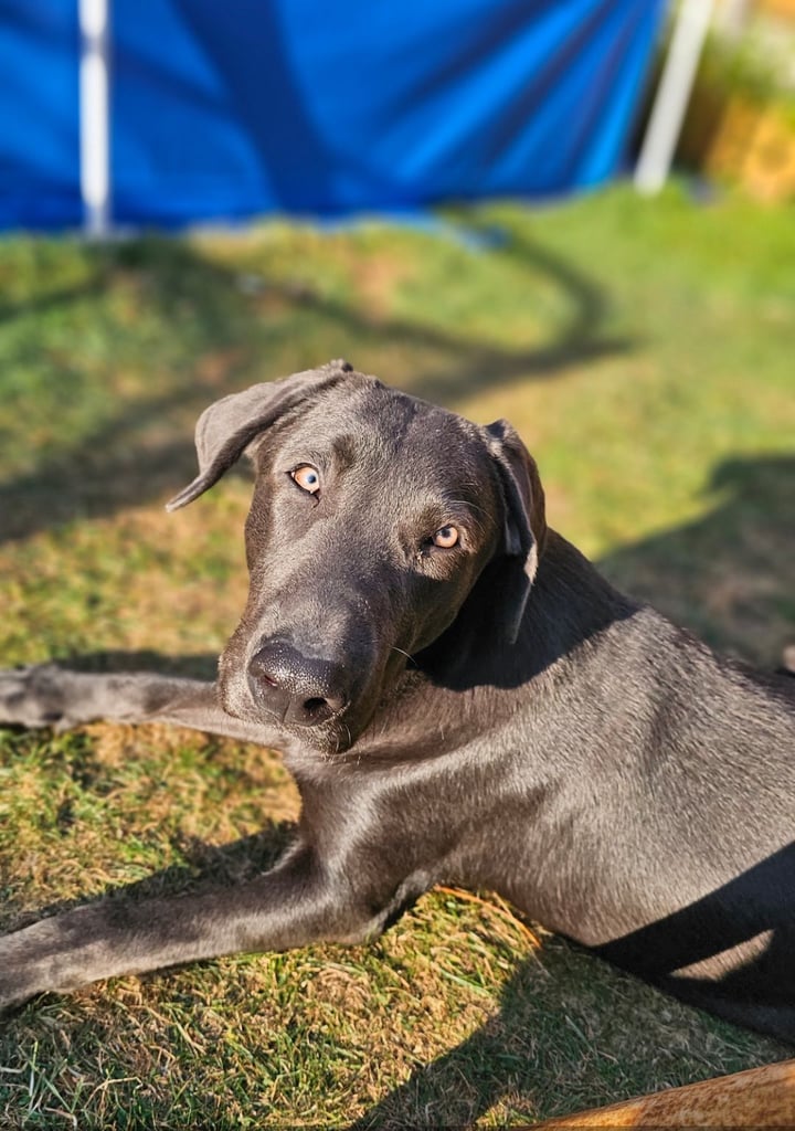 Charcoal Labrador Retriever 