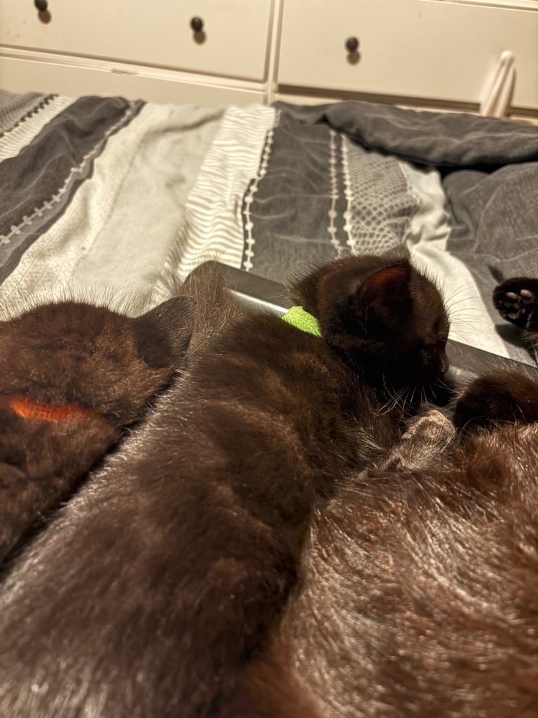 Bengal cross kittens 