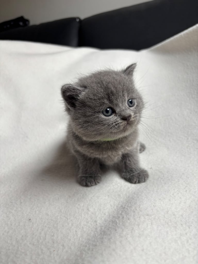 Kitten