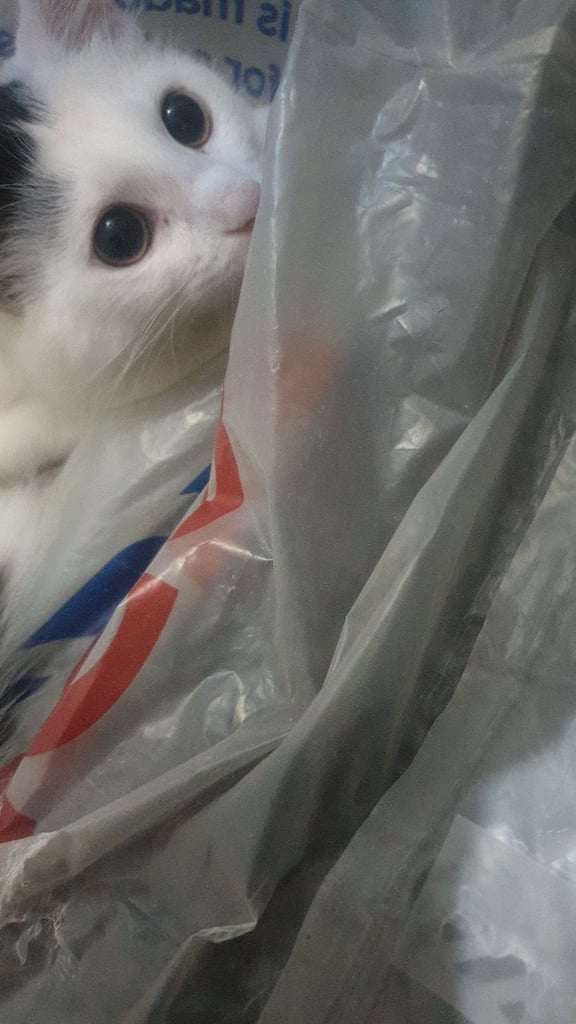 3 months old turkish kitten