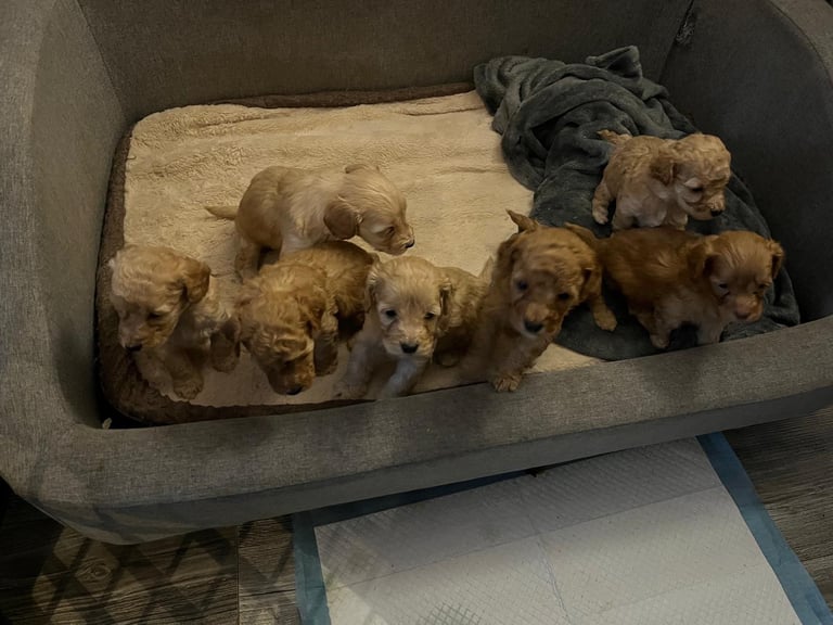 Puppies for sale
