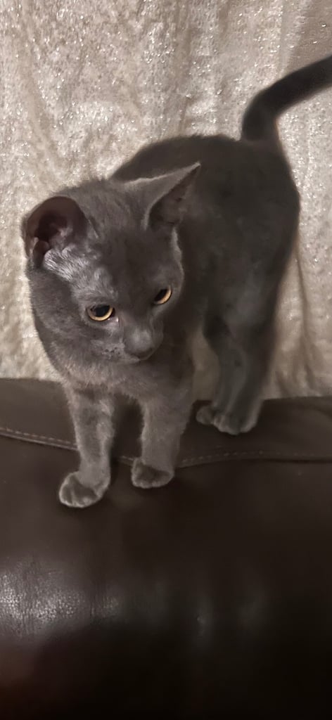 Kittens for sale 