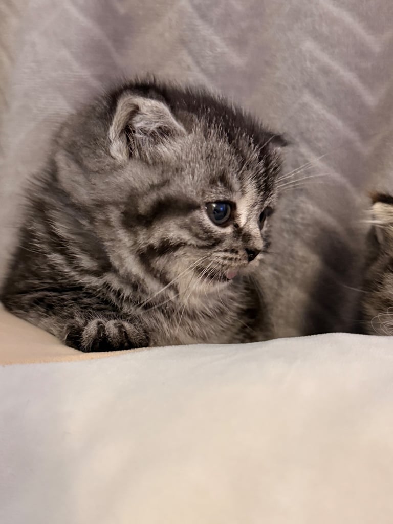 Kittens