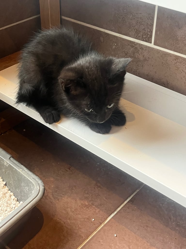 11 week old kittens 