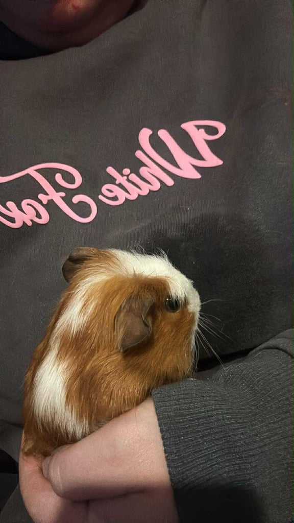 Guinea pigs ready to go now 