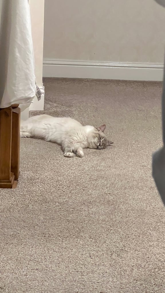 Ragdoll for sale 